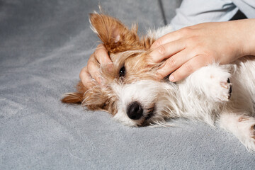 Owner petting happy Jack Russell on bed