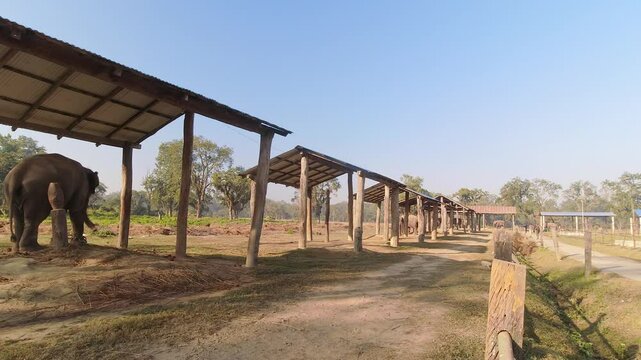 Elephant isolated in Chitwan National Park Elephant Breeding Center. Nepal travel destination. Jungles buffer zone animals