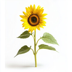 Fototapeta premium sunflower isolated on white background