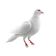 Naklejka premium a pure white pigeon bird with a red beak and red feet, symbol of peace, on a plain white background