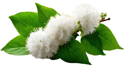 Floral Beauty: Delicate white flower and vibrant green leaves are showcased, representing the essence of life, purity, and the wonders of flora.