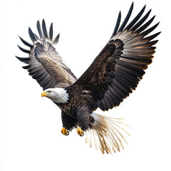 Obraz premium bald eagle in flight
