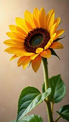 Fototapeta premium Single vibrant sunflower, petals fully open, isolated , single, head, summer