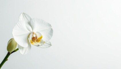 Delicate white orchid blossom on pure white backdrop, studio, botanical, white