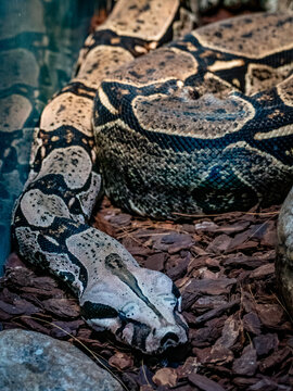 Hautmuster einer dunklen Tiger Python Schlange