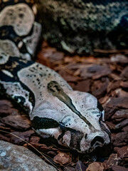 Hautmuster einer dunklen Tiger Python Schlange