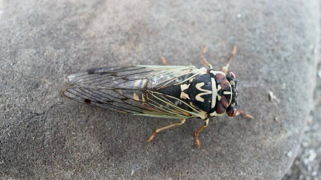 Mountain cicada (Cicadetta montana, male) (Cicadidae, Hemiptera) on slopes of seaside forest hills. Sakhalin, Far eastern population. Shrilling was venerated by ancient Greeks, but detested by Virgil