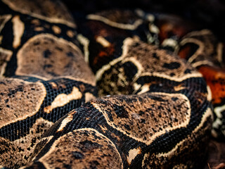 Hautmuster einer dunklen Tiger Python Schlange
