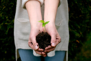 Close-up shot of a woman's hand holding a young green plant or seedling with soil. Sprouted pepper...