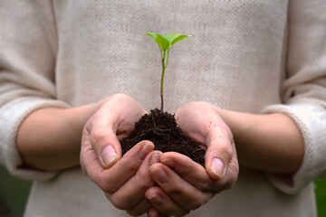 Close-up shot of a woman's hand holding a young green plant or seedling with soil. Sprouted pepper seed with several leaves in fertile soil. Rural ecological farming.