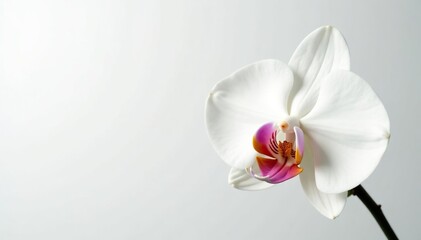 Obraz premium Delicate white orchid blossom on pure white backdrop, petal, bloom, delicate