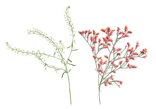 Lepidium ruderale and sea lavender for a bouquet