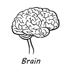  Vector Icon for Brain: Human Brain Anatomy and Cognitive Function Illustration
