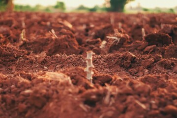 “Cassava Stalks Sprouting in Freshly Plowed Farmland”