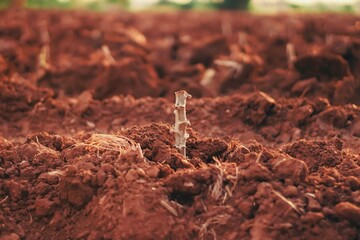 “Cassava Stalks Sprouting in Freshly Plowed Farmland”