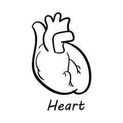 Obraz premium Vector Icon for Heart: Human Heart Anatomy and Cardiovascular Health Illustration