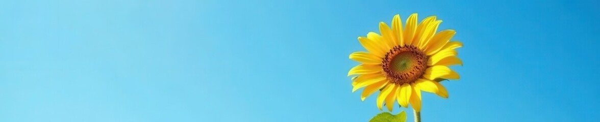 Naklejka premium A single sunflower, vibrant yellow petals, clear blue sky backdrop, color, head