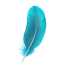 A turquoise feather isolated on  white and transparent background
