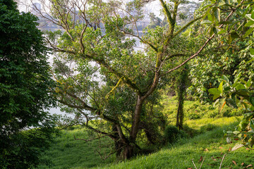  Lush green foliage and trees surround a serene lake.