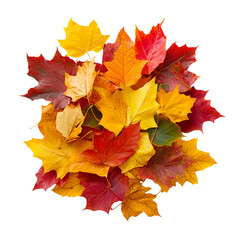 Fototapeta premium A vibrant pile of colorful autumn leaves isolated on white background
