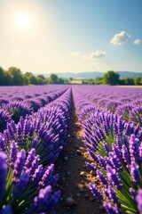 Obraz premium Rows of purple lavender blooming in sun-drenched field, lavender, countryside
