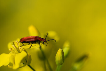 A small red beetle sits on the flower of yellow rapeseed. The background is yellow. There is space for text.