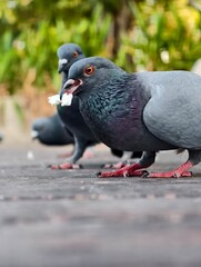 Close-up of Pigeons Feeding on Crumbs Outdoors