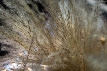 Delicate, fluffy pampas grass (Cortaderia selloana) fills the image, featuring soft, feathery plumes in creamy white. The texture is airy and light, accentuated by soft lighting. 