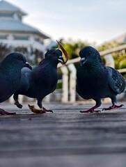 Pigeons foraging on a wooden boardwalk in sunlight
