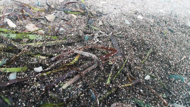 Algae, tangle remains mixed with sand as nutritious habitat for interstitial fauna of Sea of Japan supralittoral. Beach flea (Orchestia), freshwater shrimp (Gammarus), pill bugs (Armadillidiidae