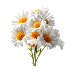 Fototapeta premium Healthy and Gorgeous Shasta Daisies in Full Color