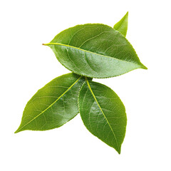 Obraz premium Fresh, vibrant green leaves, slightly overlapping, in a close-up, isolated shot. Healthy, lush, and full of life