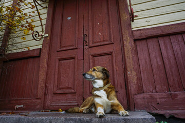 A red-and-white old domestic dog lies on the threshold of a house in front of an old wooden door,...