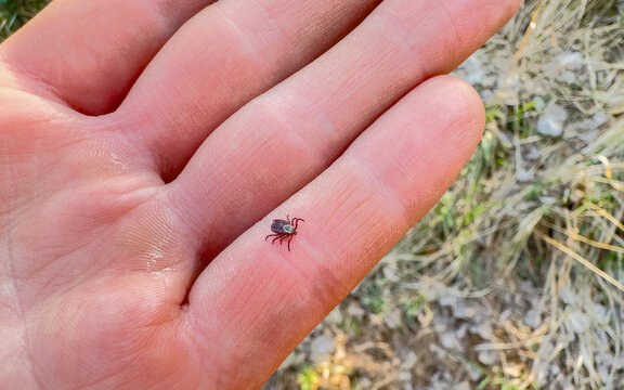Tick crawls on a man's hand. Tick crawling along a person's hand. Encephalitis mite. Tick-borne encephalitis (TBE) is a viral infection spread by tick bites. Virus by ticks.