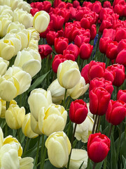 Golden Glow: A Field of Radiant Tulips