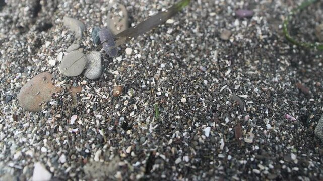 Algae, tangle remains mixed with sand as nutritious habitat for interstitial fauna of Sea of Japan supralittoral. Beach flea (Orchestia), freshwater shrimp (Gammarus), pill bugs (Armadillidiidae