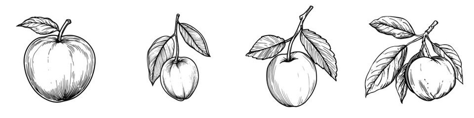 A modern, isolated illustration of an organic and natural apricot fruit