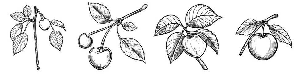 A modern illustration of two organic cherries with a leaf, presented as a raw berries line icon isolated in outline, symbolizing fresh and healthy nutrition
