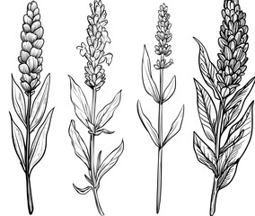 A minimalist modern illustration depicts a lavender sprig growing upwards, showcasing purple leaves and stem set against a white background, perfect for designs with a nature theme