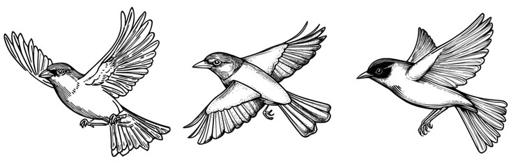 Naklejka premium A monochrome depiction of a flying bird is illustrated, emphasizing the silhouette of its wings and tail feathers in great detail