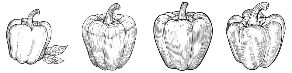 A modern Bulgarian bell pepper is depicted in a sweet red capsicum isolated sketch as a fresh vegetable
