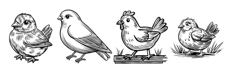 A cute chick is depicted in a simple black and white cartoon silhouette with large eyes