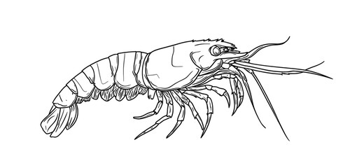 A shrimp is depicted in a black silhouette illustration, making it suitable for culinary and seafood themes