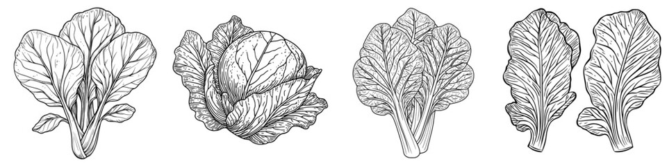 Fototapeta premium Modern nappa or Romaine lettuce is represented by an isolated green leafy vegetable sketch of chinese cabbage, also known as Peking cabbage