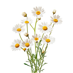 A bouquet of white daisies with yellow centers, vibrant green stems and leaves.  Close-up, isolated against a black background.  Delicate petals.  Natural