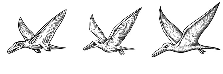A sketch of a pterodactyl, an isolated flying pteranodon dinosaur bird, is depicted alongside modern and prehistoric pterosaur dino animals © Антон Сальников