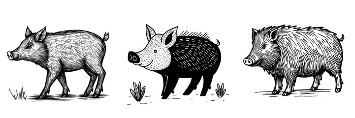 A wild boar is represented by an isolated icon as a predatory mammal and zoo animal, also known as a hunt trophy or aper hog