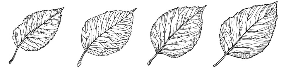A modern icon depicting an autumn birch leaf, featuring foliage and a fallen tree leaf with a greenish hue, is a cartoon natural design element and botanical object isolated on a white background,