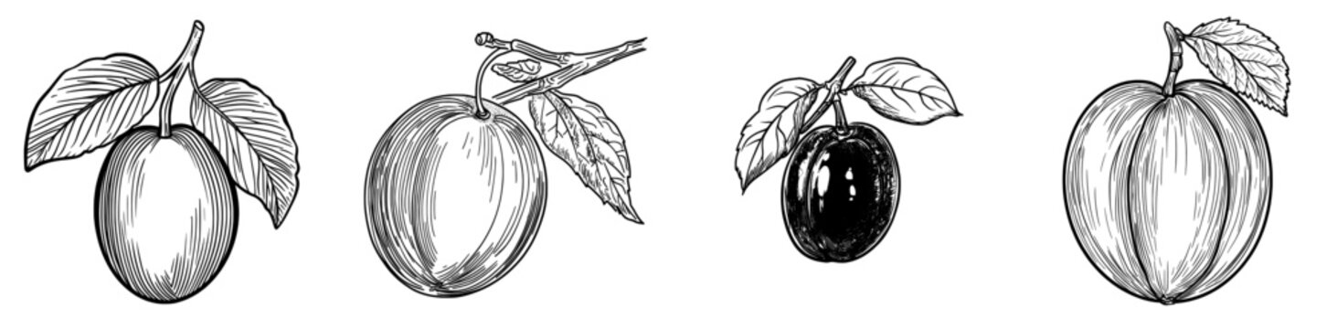 Ripe garden plums or prunes, a modern organic plant, are produced in a healthy and natural way, as depicted in a cartoon of whole and half damson fruits with stems and pits on a white background