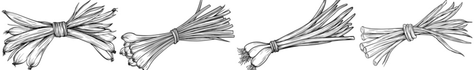 A sketch of lemongrass herb flavoring seasonings in isolation